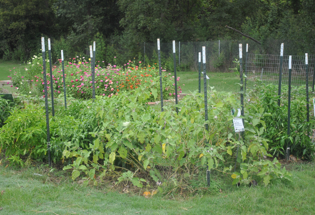 Valencia Community Garden Fall Planting Day 2012