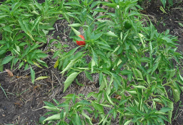 Valencia Community Garden Fall Planting Day 2012