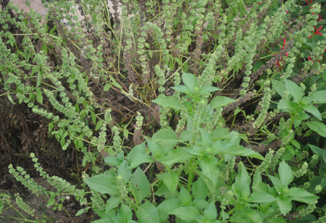 Valencia Community Garden Fall Planting Day 2012