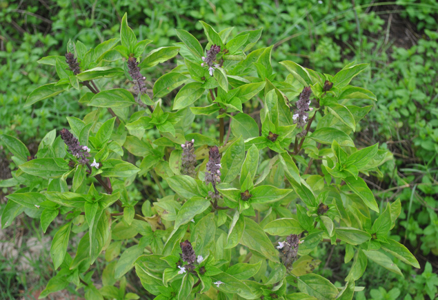 Valencia Community Garden Fall Planting Day 2012
