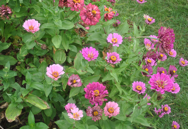 Valencia Community Garden Fall Planting Day 2012