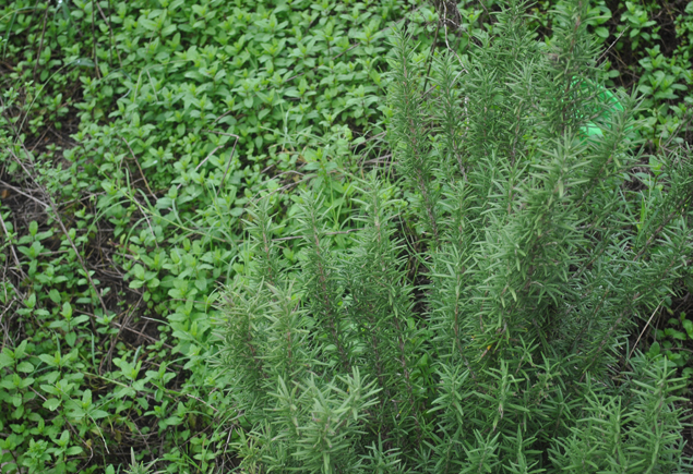 Valencia Community Garden Fall Planting Day 2012