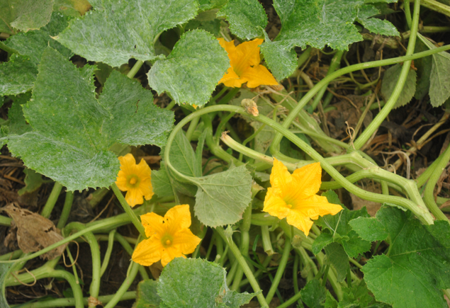 Valencia Community Garden Fall Planting Day 2012