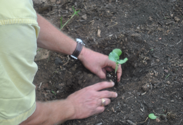 Valencia Community Garden Fall Planting Day 2012