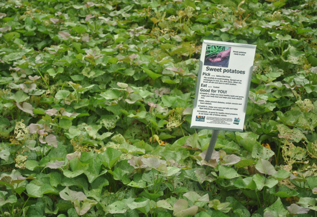 Valencia Community Garden Fall Planting Day 2012