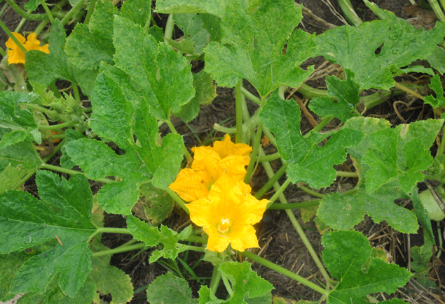 Valencia Community Garden Fall Planting Day 2012