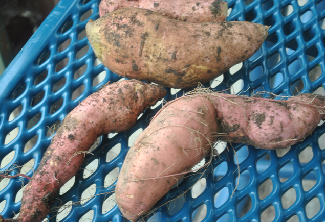 Valencia Community Garden Fall Planting Day 2012