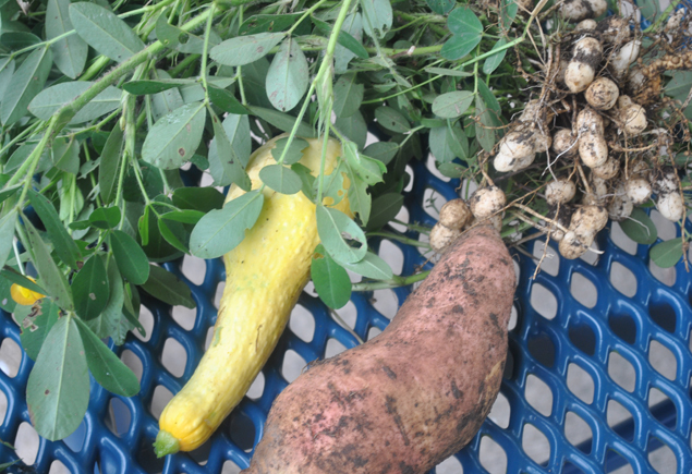 Valencia Community Garden Fall Planting Day 2012