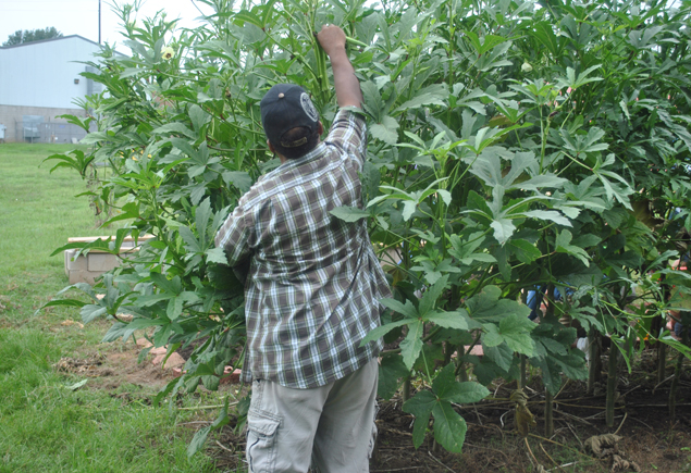 Valencia Community Garden Fall Planting Day 2012