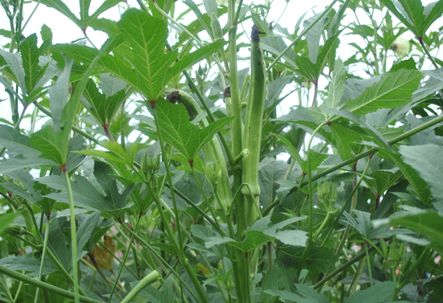 Valencia Community Garden Fall Planting Day 2012
