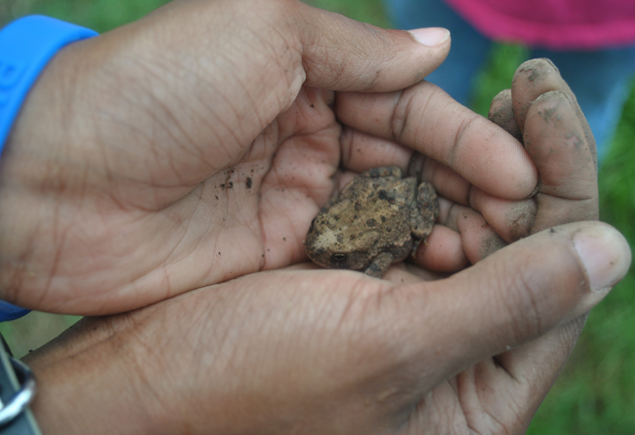 Valencia Community Garden Fall Planting Day 2012