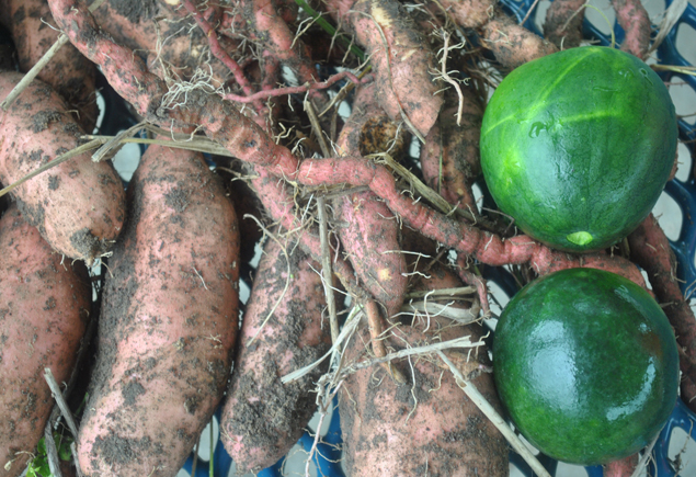 Valencia Community Garden Fall Planting Day 2012