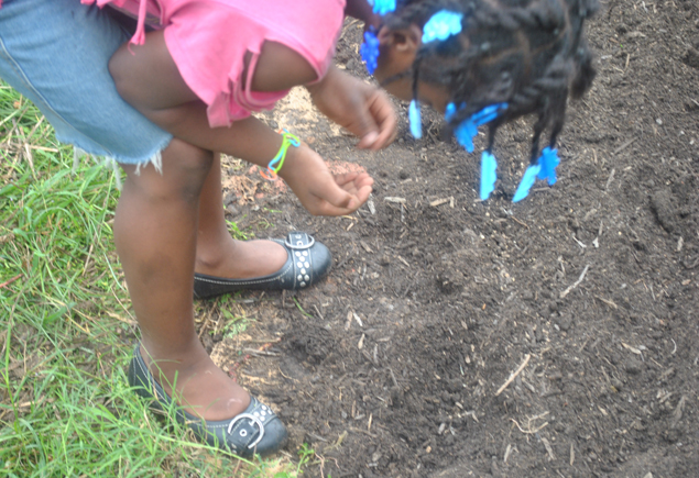Valencia Community Garden Fall Planting Day 2012