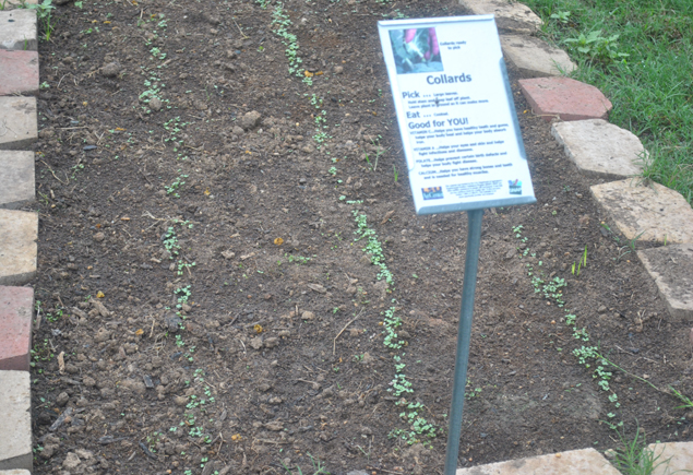 Valencia Community Garden Fall Planting Day 2012