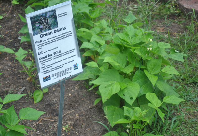 Valencia Community Garden Fall Planting Day 2012