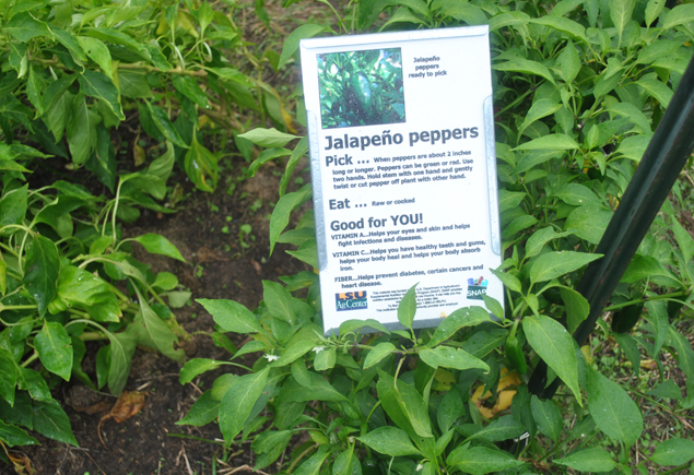 Valencia Community Garden Fall Planting Day 2012